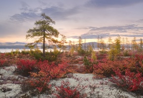 осень, деревья, красиво, фото, Максим Евдокимов