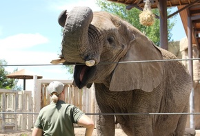 zoo, African Elephant, Salt Lake City, Utah