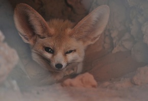 Fennec Fox, Western Sahara, small crepuscular fox