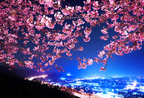 весна, сакура, Япония, город, ночь, огни