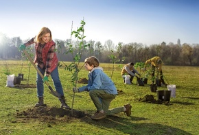 trees, society, planting, spring