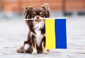 Ukraine flag, animal, war, Ukraine, freedom