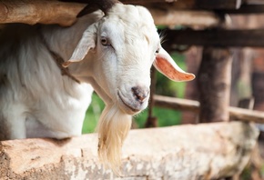 Animal, Uganda, Goat