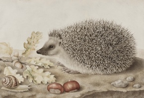 Giovanna Garzoni, Italian Baroque, A Hedgehog in a Landscape,     ...
