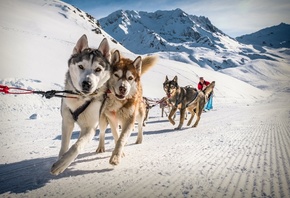 sled dogs, Val Thorens, France, Alps, ski resort