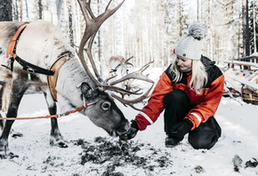 snowy forest, reindeer, Nordic Adventures, Lapland Safaris, Finland