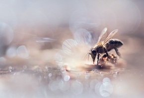 autumn scenes, bee, food among bokeh