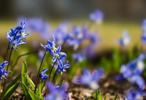 gentian, wild habitat, 