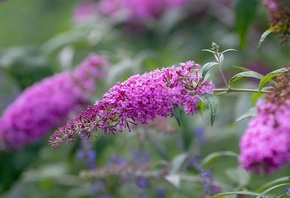 Buddleja davidii, summer lilac, flowering plant,  , Beauty Bush