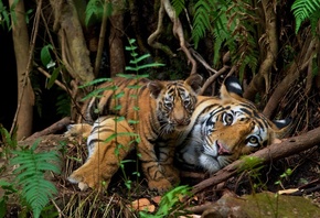 endangered animals, Nepal, wild bengal tigers