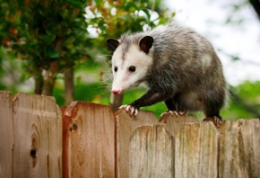 Texas, opossum, small marsupial, fence