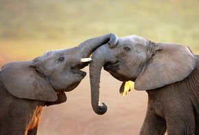 африка, слоны