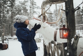 Finland, Lapland, lake Inari, reindeer farm