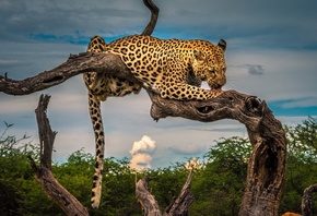 африка, леопард