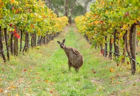 kangaroo, Barossa Valley, wildlife amongst the vines, Australia