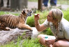 Sumatran tiger cub, Australia Zoo, Beerwah, Australia