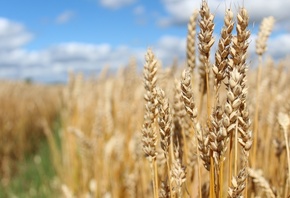 harvest, Wheat Field, agriculture, Northern Europe