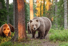 summer, european brown bears, Nature, Finland, travel, forest