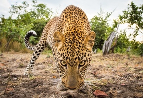 wildlife, leopard, West Africa