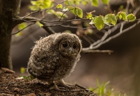 nature, French Alps, little owl, animals