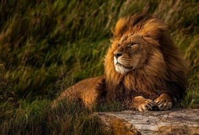 lion, Yorkshire Wildlife Park, zoo, animal welfare