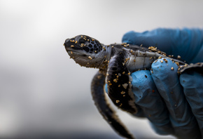 baby sea turtle, Hawaii, natural wildlife