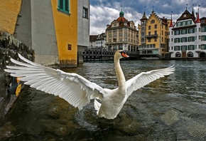 Lucerne, Switzerland, swan