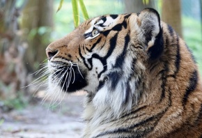 Malayan tiger, Naples Zoo, Italy