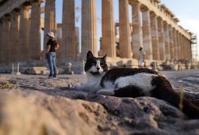 Parthenon, Temple of Athena, cat, Greece, Athens