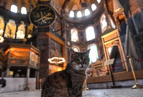Istanbul, Turkey, Hagia Sophia Grand Mosque, green eyed cat