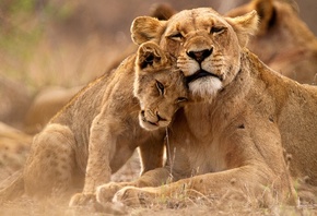 Uganda, Queen Elizabeth National Park, Lions