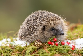 Wildlife, European hedgehog, red berries