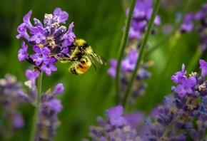 Summer, Bee, Lavender