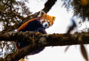 Red Panda, wildlife, Eastern Nepal