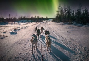 northern lights, dog sled, forest, Canada