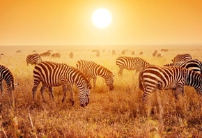 Africa, savanna, zebras herd, sunset, Tanzania