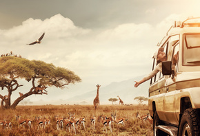 safari, animal, tourism, Africa, traveling