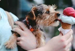 Dog, Ice Cream, Chattanooga