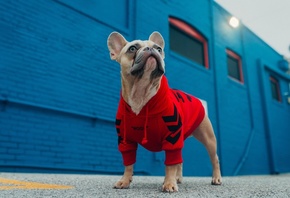 Dog Fashion, French Bulldog, Furry Friend, Hoodies