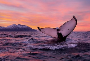 Norway, ocean, Marine Mammals, Whales