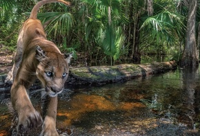Florida Panther, National Wildlife Refuge, Southwestern Florida