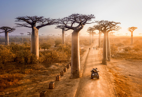 sunset, Avenue of Baobabs, Madagascar