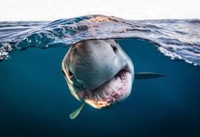 white shark, Neptune Islands, South Australia