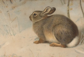 Archibald Thorburn, Scottish, Rabbit in snow