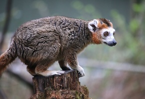 Lemur Woods, Yorkshire Wildlife Park, crowned lemur