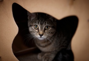 Cat, Boston, Purr Cat Cafe