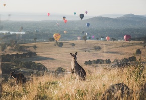 kangaroos, balloon spectacular, Mount Painter, Mount Painter Nature Reserve, Australia