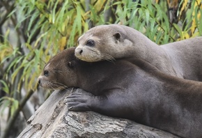 giant otters, Yorkshire Wildlife Park, romantic mood