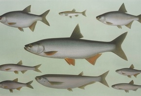Theodor Wilhelm Engelmann, Freshwater Fishes of Central Europe, sunbleak, Leucaspius delineatus, lithography, Asp, Leuciscus aspius, fishes
