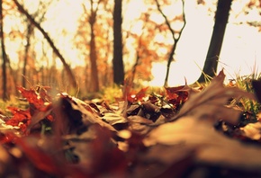 nature, Fall Leaves, Cold Autumn, october